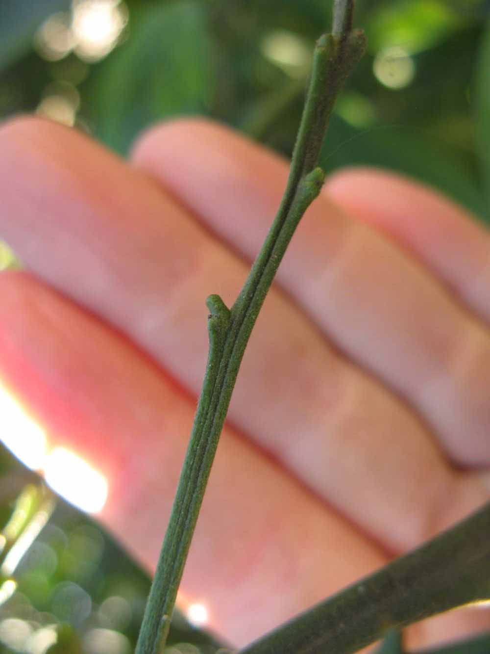                  First year twig   (Winter Haven, FL)       